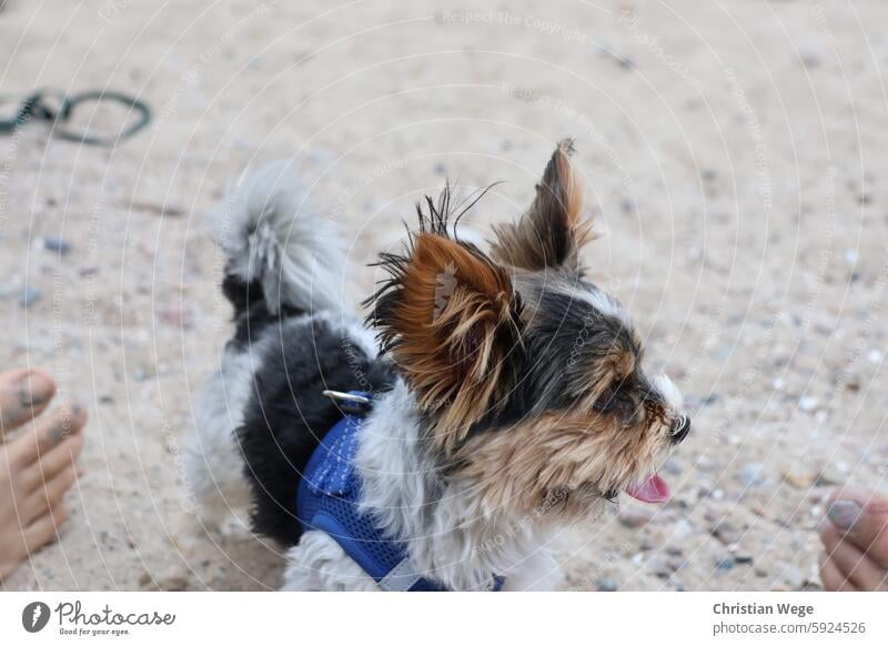 Small dog on the beach Dog Exterior shot Colour photo Pet Animal Nature Beach coast Sand Animal portrait Beautiful weather Environment Long-haired Joy