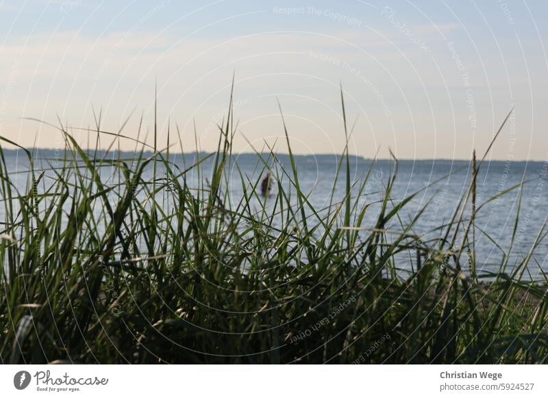 Beach on the Wohlenberger Wiek, Liebeslaube campsite duene Marram grass coast Nature dunes Vacation & Travel Sky Ocean Tourism Landscape Relaxation Baltic Sea