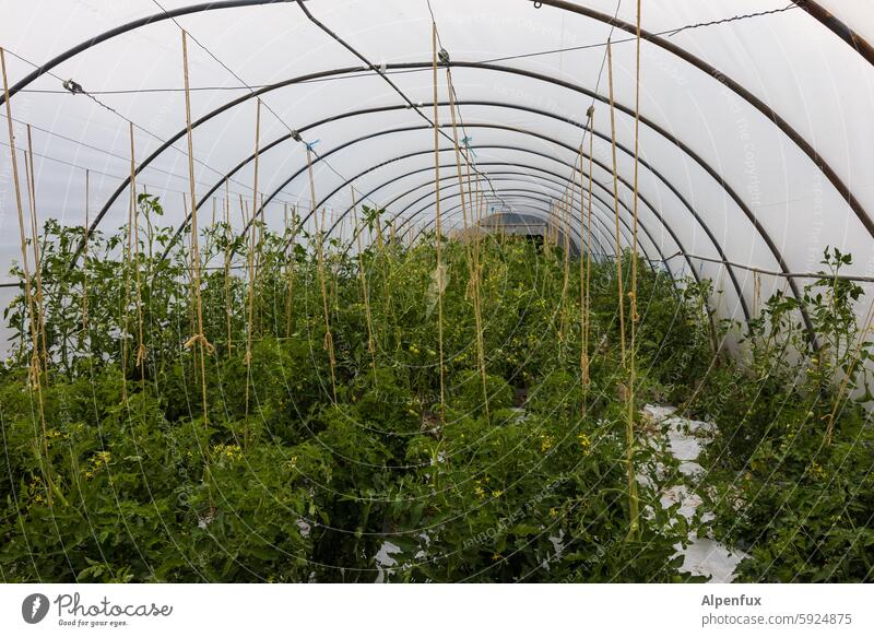 tomatoes Greenhouse Greenhouse tunnel Agriculture Plant Food Extend Growth Vegetable naturally Organic Nutrition Garden Fresh reap Gardening Harvest