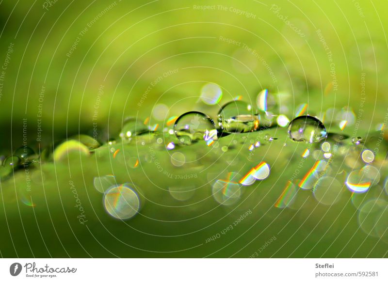 droplet cosmos Elegant Wellness Meditation Water Drops of water Sunlight Plant Garden Sphere Glittering Fluid Fresh Small Wet Round Clean Green Cleanliness