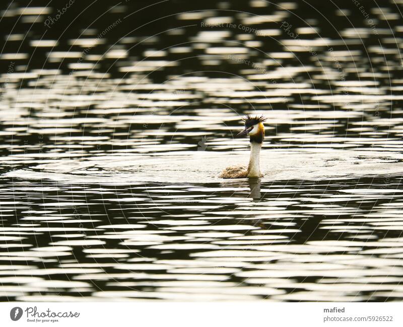 Great crested grebe swimming on a lake Crested grebe Lakeside Waves light reflex light/dark feather bonnet gorgeous dress Bird waterfowl Reflection Animal