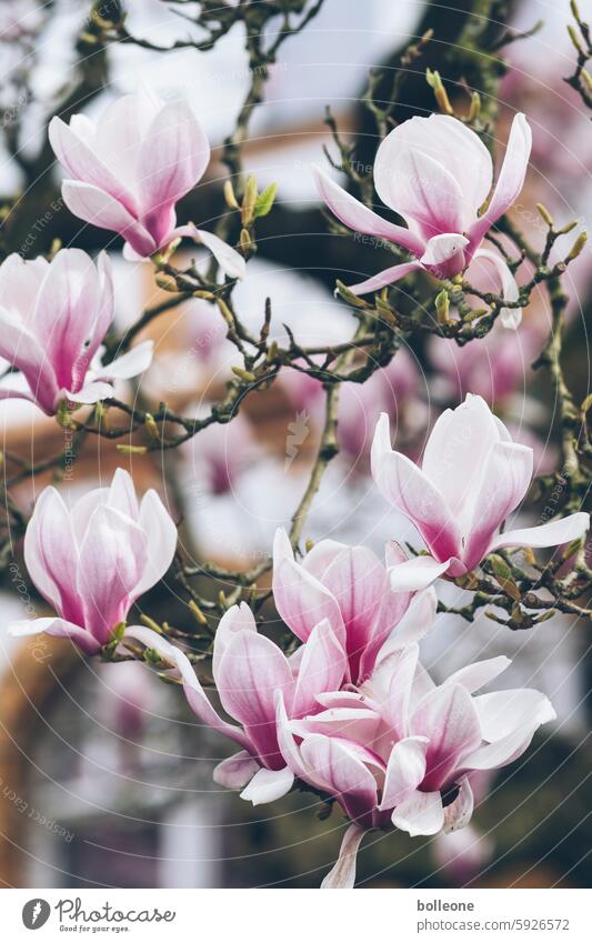 Magnolia branches with magnolia blossoms Magnolia tree Magnolia blossom Magnolia flowers Spring Pink Delicate pink white flowers delicate pink Blossom buds