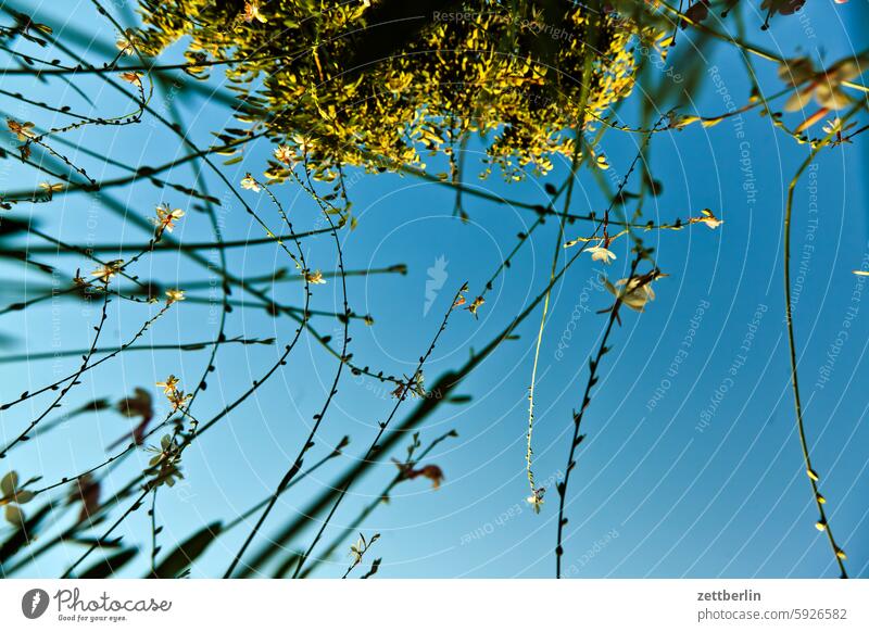 Worm's-eye view again Evening Branch Tree Dark Twilight Relaxation awakening holidays Garden Hedge Sky allotment Garden allotments bud Light Deserted