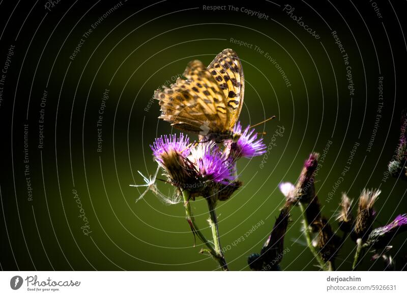 The female emperor butterfly has made a stopover on a flower. Deserted Nature Blossom Plant Colour photo Exterior shot Summer Flower naturally Meadow pretty Day