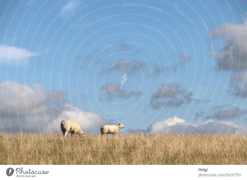 Hallig Gröde | two sheep grazing on the dike Sheep Animal Mammal Dike Grass Sky Clouds Beautiful weather Nature Landscape Idyll idyllically Meadow Wool