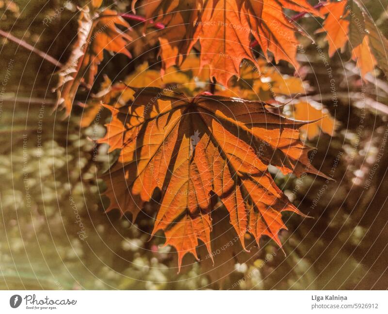 Autumn maple leaf Leaf Maple leaf Exterior shot Tree Environment ferns Detail Forest Growth Close-up Plant background sunny sunlight Light trees Nature sunshine