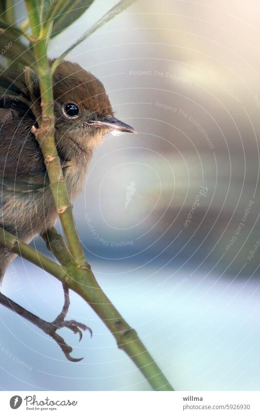 Unhappy peep Bird Young bird Hedge Accentor Animal portrait Baby animal Cute redstart