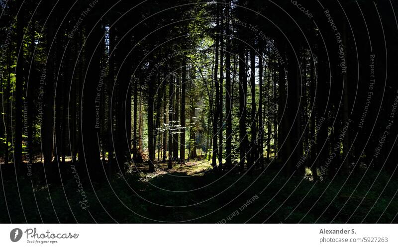 Dark forest with tree silhouettes Forest Edge of the forest trees mystical forest Nature Clearing Forest atmosphere Forest walk Green Hiking Light and shadow