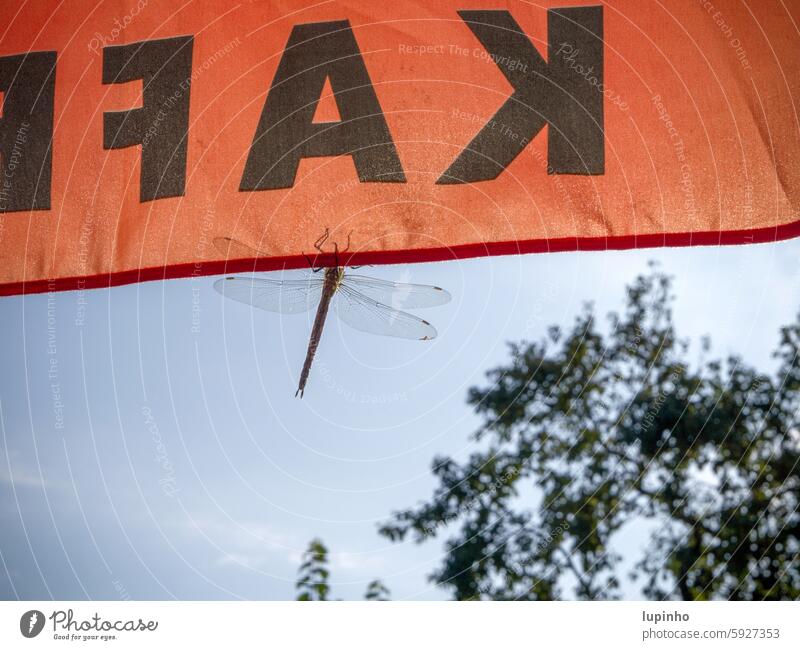 Large dragonfly sitting on the edge of the parasol Dragonfly Sunshade Orange Morning Back-light Backlight shot in the morning Garden Detail Close-up