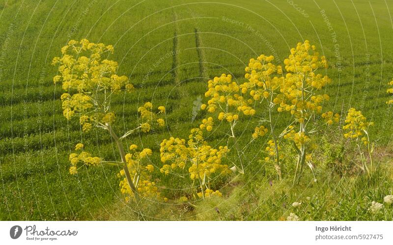 In the foreground, very large flowering fennel bushes in bright yellow-green. Behind it, a spring-green cornfield with lanes. Fennel fennel blossom