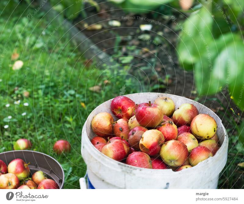 windfall apples Apple Fruit Bucket Harvest Windfall Garden Nutrition Apple harvest Healthy waste Food Organic produce wasp Bee Juicy Healthy Eating Mature