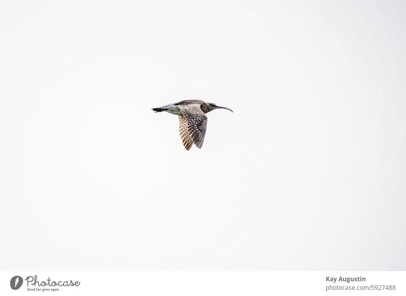 Whimbrel Exterior shot Animal Bird Wild animal birds Colour photo Nature Numenius phaeopus Curlews Eurasian curlew curved beak Bird in flight Sylt Span