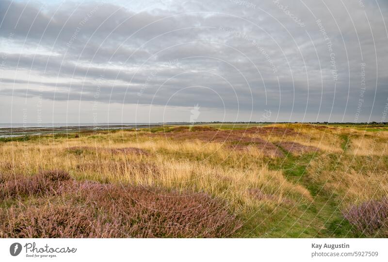 On the Wadden Sea Erika herb Erika plants heather blossom Landscape Sylt Sylt island Exterior shot Island Schleswig-Holstein North Sea coast Colour photo Nature