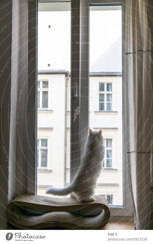 Cat standing on the scratching board by the window to the courtyard hangover Window Prenzlauer Berg Courtyard Stand Town Backyard Deserted Downtown Day Berlin