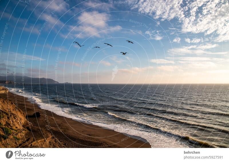 unattached Landscape Beach Waves Water Fantastic Ocean coast USA Americas Vacation & Travel Far-off places Freedom California San Francisco birds Pelican