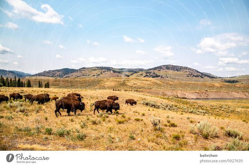 wilderness Wild animal Wyoming Yellowstone National Park Americas USA Animal Vacation & Travel Freedom Far-off places Exceptional Fantastic Love of animals