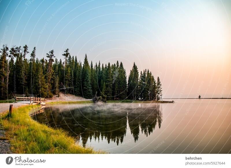 when the day dawns Yellowstone National Park Tree reflection Water Lake silent Wyoming Yellowstone lake Sunrise Sunlight Twilight Longing Wanderlust Belief Hope