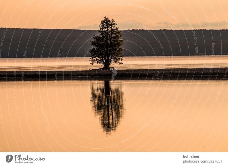 two of one Wyoming silent Water Lake reflection Tree Yellowstone lake Yellowstone National Park Sunrise Sunlight Twilight Colour photo Wanderlust Longing Belief