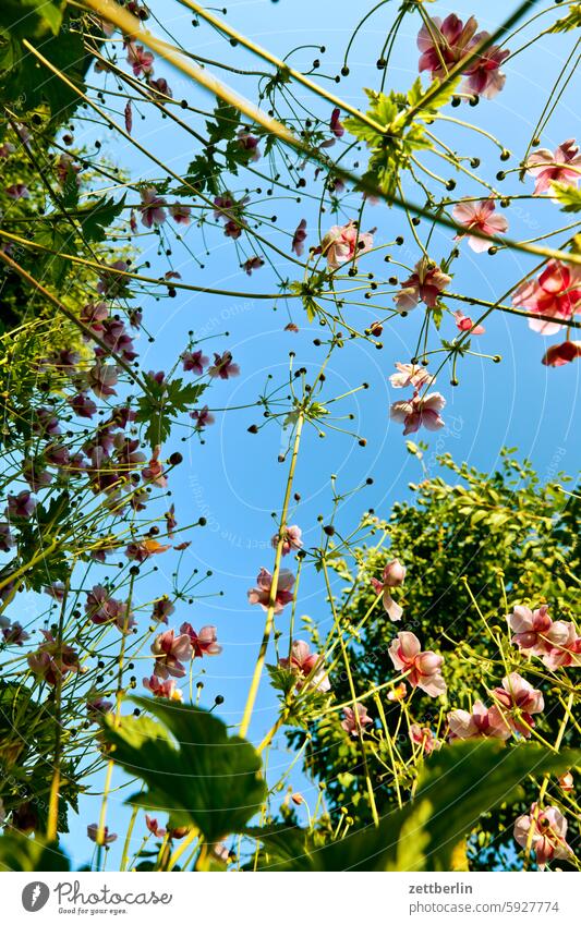 More autumn anemones from the frog's perspective Branch Tree blossom Blossom Relaxation holidays Spring Garden Hedge Chinese Anemone Sky allotment