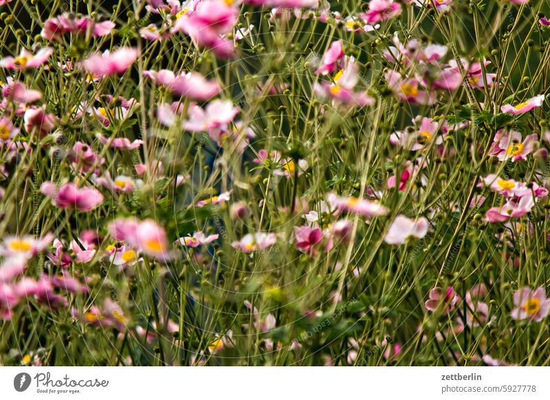 Autumn anemones, Xavier's favorite flowers again Branch Tree blossom Blossom Relaxation holidays Spring Garden Hedge Chinese Anemone Sky allotment