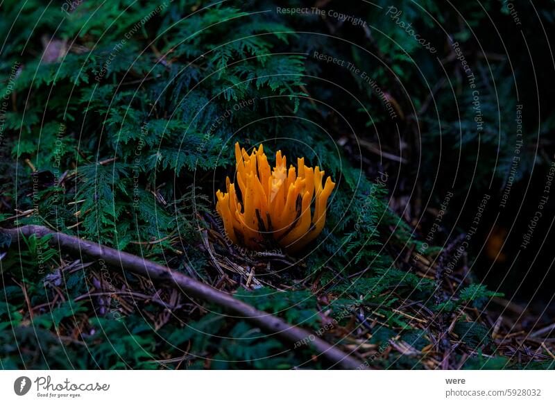 Yellow fruiting bodies of a  yellow stagshorn glow in the moss on the forest floor Calocera viscosa Dacrymycetaceae Moss-covered Trees [yellow false coral