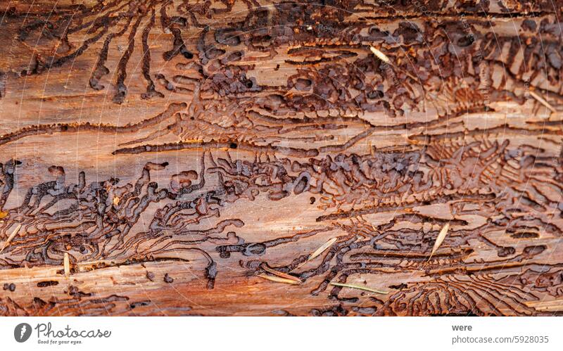 Feeding galleries of the bark beetle under a bark form an interesting pattern. Background Trees animal dark forest forest bathing good air nature old tree pest