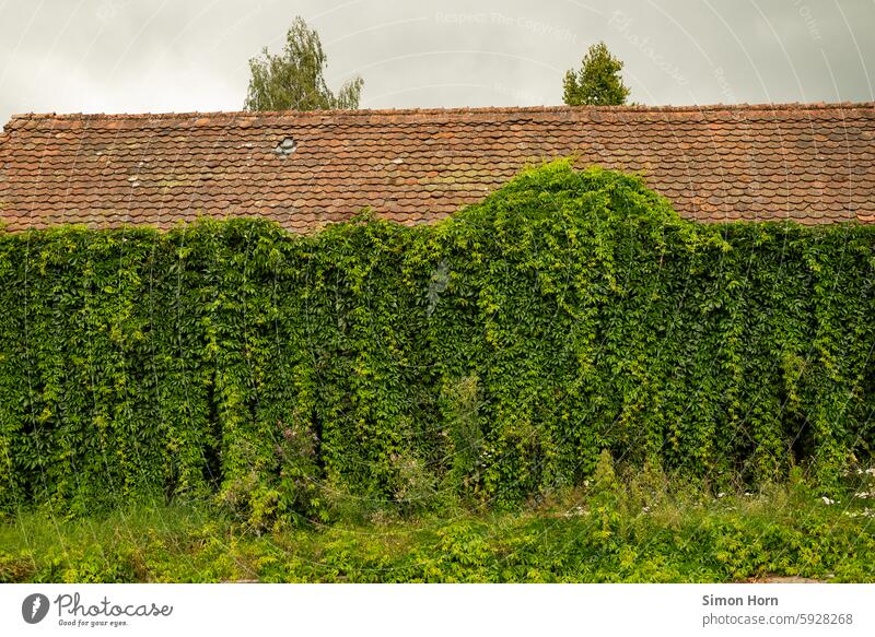 heavily overgrown building, of which only the roof is still visible Overgrown green Facade green facade Green Roof covert Sleeping Beauty Sleep Growth