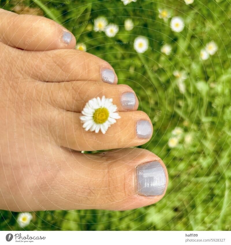 Flower power - a daisy between the toes of a foot in a green meadow Daisy Feet Barefoot barefoot Toes Grass Meadow Green Lawn Summer Spring Garden Spring fever