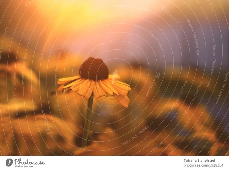 single yellow flower with brown center rises from a sea of flowers Flower Yellow Blossom Plant Nature Summer Spring Garden Blossoming sunny naturally