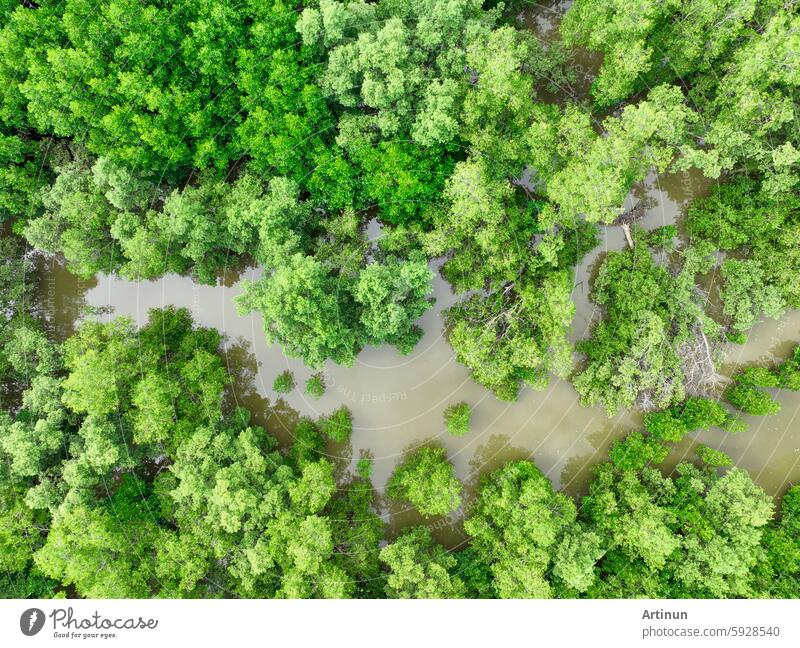 Aerial view green mangrove forest. Natural carbon sinks. Mangroves trees capture CO2. Blue carbon ecosystems. Mangroves absorb carbon dioxide emissions and mitigating global warming. Green ecosystem.