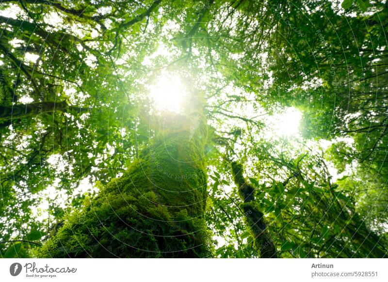 Looking up view of tree trunk to green leaves of tree in forest with sun light. Fresh environment in green woods. Forest tree on sunny day. Natural carbon capture. Sustainable conservation and ecology