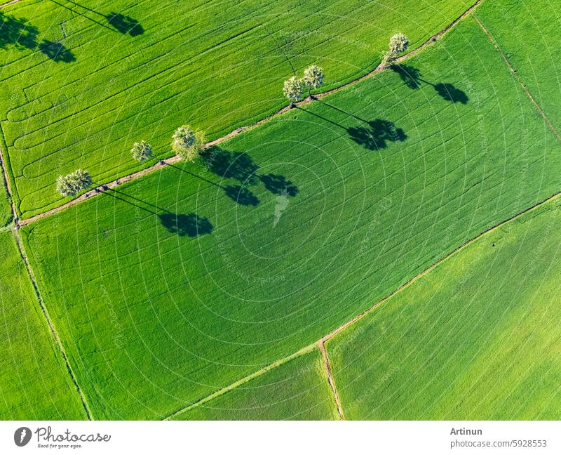 Aerial view of lush green rice field with sugar palm trees. Sustainable agriculture landscape. Sustainable rice farming. Rice cultivation. Green landscape. Organic farming. Sustainable land use.