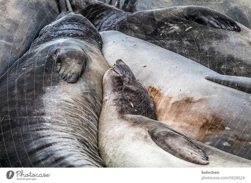 cuddling time coast Colour photo Freedom Impressive Animal Wild animal Elephant seal California USA Americas big sur Cuddling Sleep at the same time relaxed