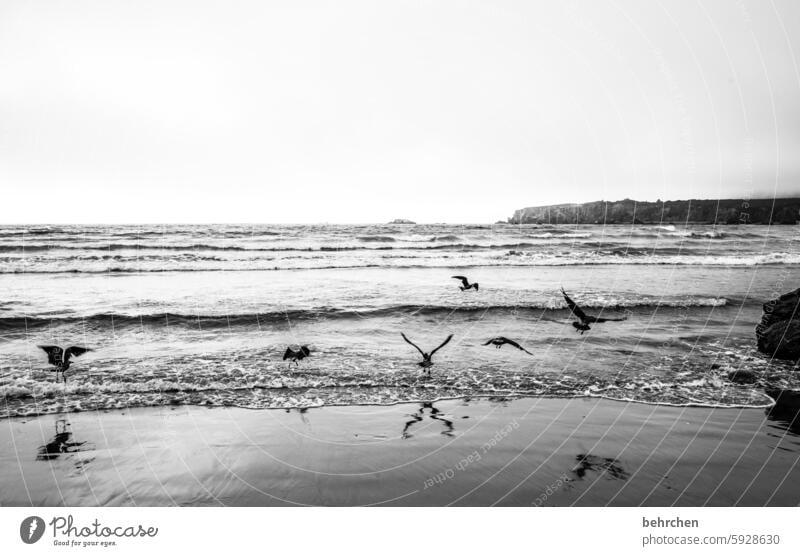 a day in black and white silent Water Black & white photo Beach Waves Ocean coast USA Americas California Vacation & Travel Far-off places melancholy Sadness