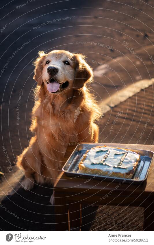 Golden retriever celebrating its 11th birthday with a cake on a sunny day dog golden retriever celebration dog birthday outdoor sunlight happy dog pet canine