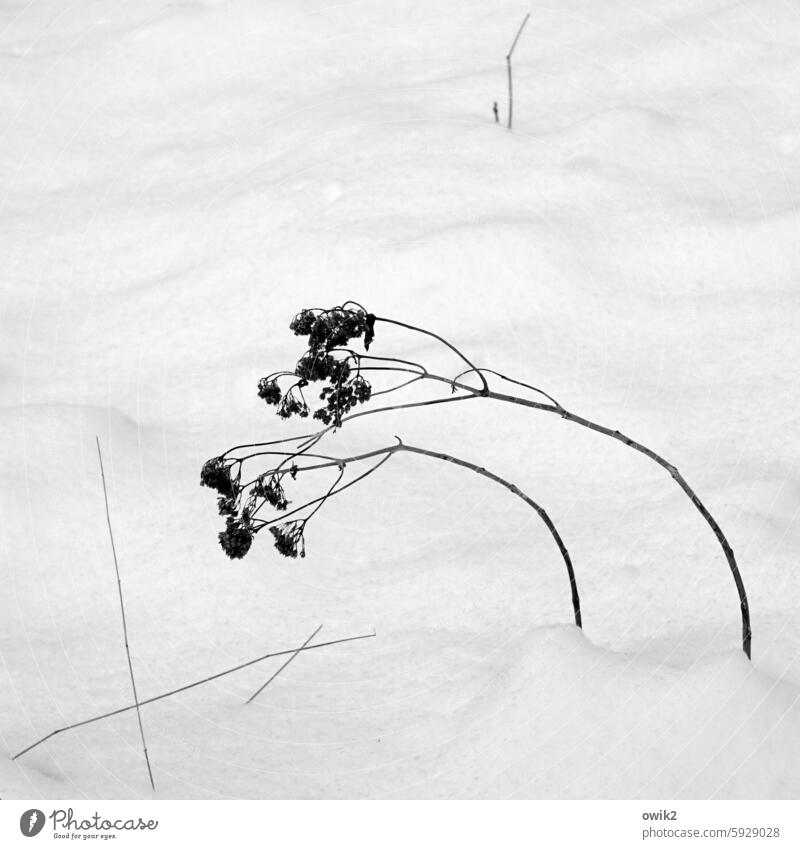 companions Winter stalks Plant Wind Crooked Gesture of humility give way to sb./sth. limber Flexibility Black & white photo Deserted Nature Exterior shot