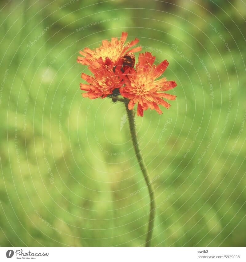 Flower store (2) Spurge plant Individual blossoms Distinctive Orange Green Copy Space Blade of grass Stalk Thin Fragile Ambitious Growth Summer open Deserted