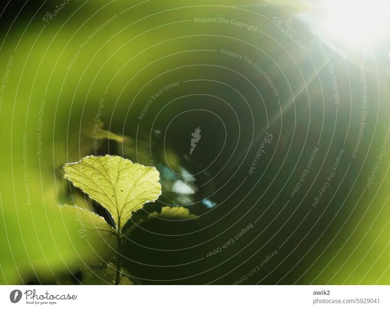 press Detail Leaf Woodground Under Mysterious Sunbeam Sunlight blurred Vista Rachis Green Colour photo Exterior shot Deserted Plant Nature Day Environment Light