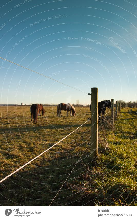 farsightedness Nature Landscape Sky Cloudless sky Horizon Beautiful weather Grass Meadow Pasture Animal Horse Iceland Pony 3 Herd Pole Fence Fence post