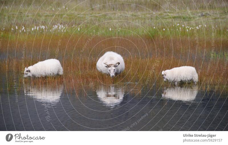 Iceland | three grazing sheep in water with reflection Willow tree graze Water Sheep Farm animal Animal Lamb's wool Wool Reflection Grass Grassland