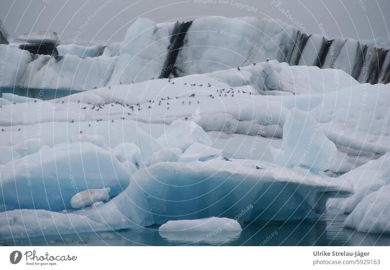 Iceland | Birds on an iceberg in a glacier lagoon Glacier Iceberg rest Resting place Jökulsárlon Bird's colony birds melt Climate change Landscape Nature Water