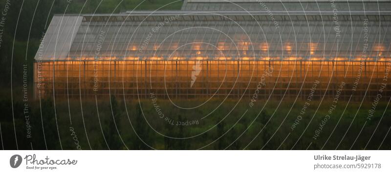 Iceland | geothermally heated greenhouse with orange lighting Greenhouse Orange Warm light Light Autumnal Energy natural energy Glas facade autumn mood