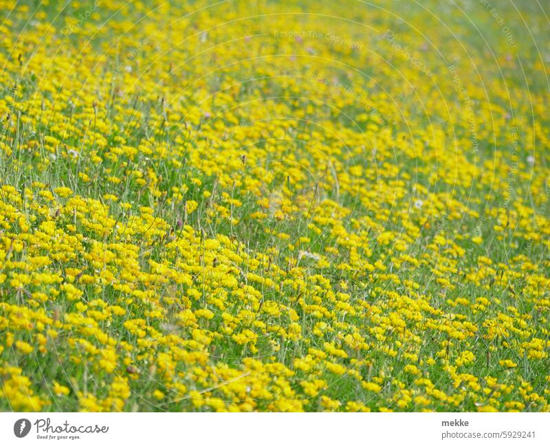 Do yellow flower meadows also go with Monday? Meadow blossoms Summer flowers heyday Blossoming Spring Delicate blurriness come into bloom Flower meadow Yellow