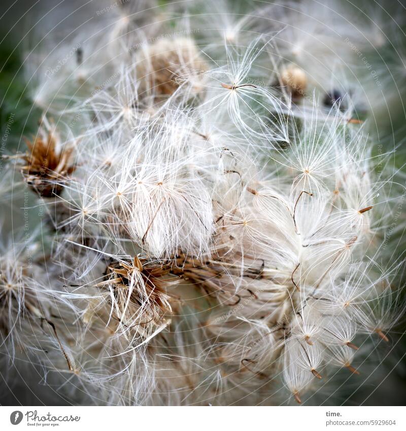 forest vine Clematis Plant Nature Close-up Flower Faded Detail Sámen Soft Delicate White Gray Tiny hair threads Black Brown Subdued colour Environment flora