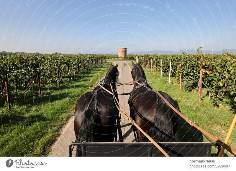 Coachman's perspective Horse Workhorse Draft horse Country road traditional carriage ride harness Natural scenery Landscape rural idyll Animal vineyards