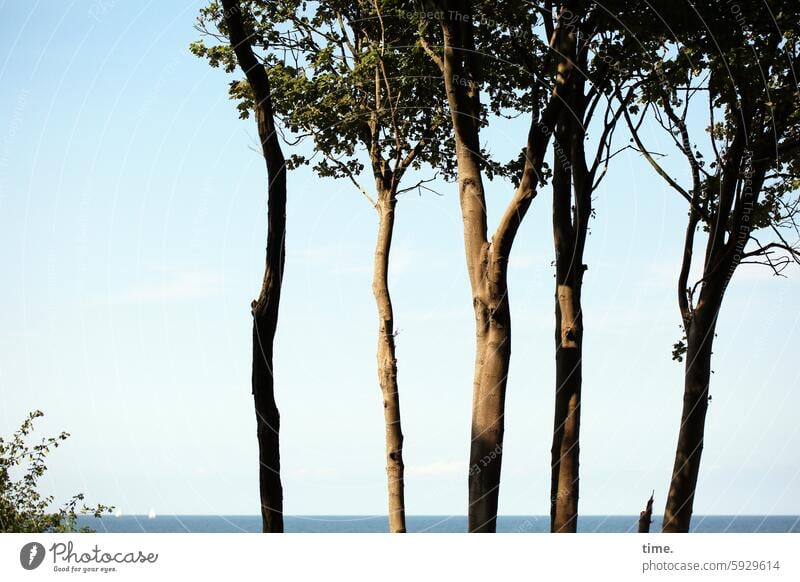 Shrub with boats and trees in front of the Baltic Sea horizon in the evening Evening Horizon summer wind Sky Vacation & Travel Relaxation Nature Summer coast