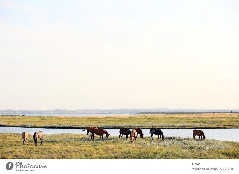 Landscape with horses coast Nature Sky Horizon Baltic Sea Herd Water animals Horse breeding Stud Grass Willow tree Animal Farm animal Group of animals Meadow