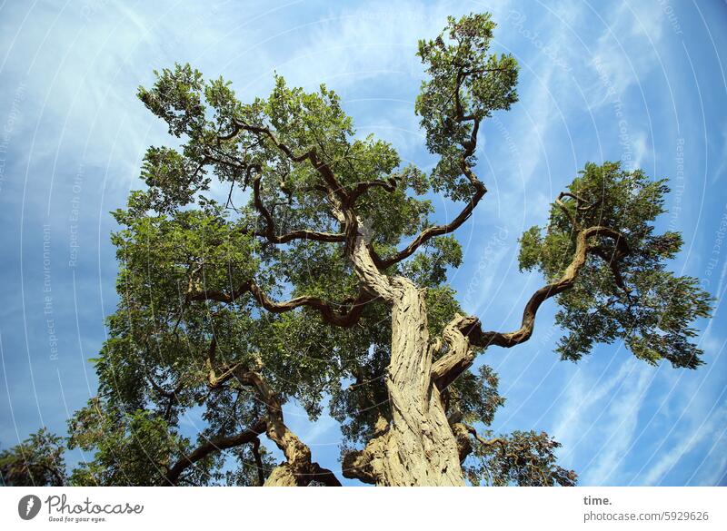 Favorite tree in front of Malchow Tree Sky Treetop Nature Summer Plant Tree trunk Environment Tall branches twigs Worm's-eye view Beautiful weather Growth