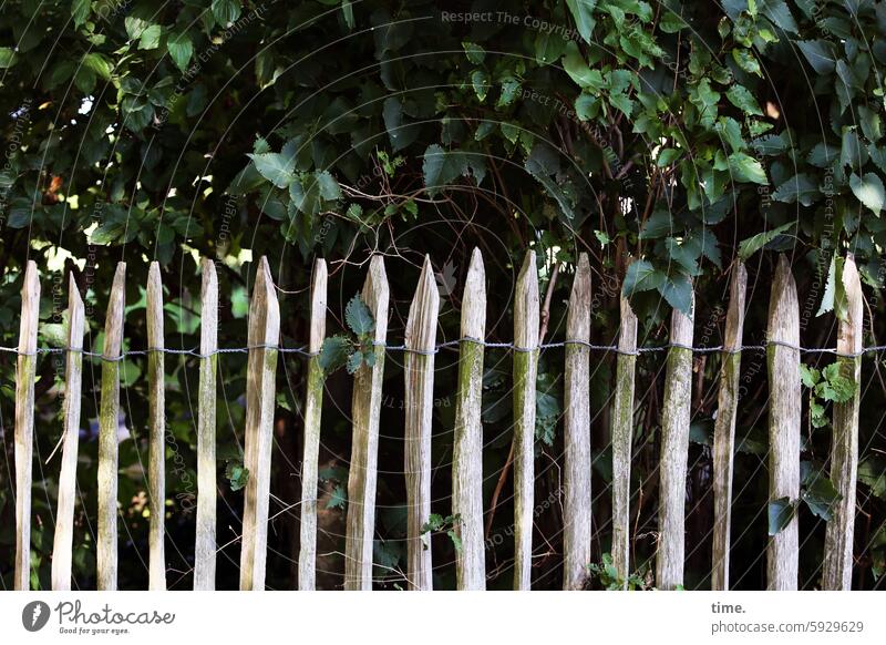 Stories from the fence .156 Fence paling fence Hedge Plant Screening Border Boundary bush Plant tip Wood wooden slats Wire Garden Nature Barrier Garden fence