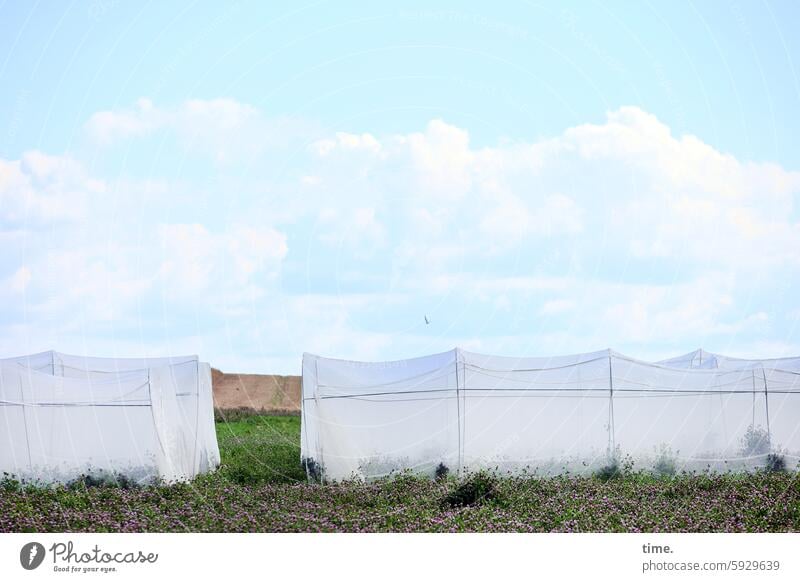 Plastic over round metal on field under sky with bird in front of horizon foil tunnel plant tunnel Greenhouse Prefer Agriculture Meadow acre Closed Clouds